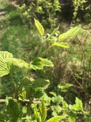 Rubus idaeus