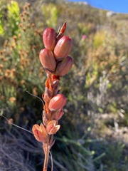 Tritoniopsis triticea