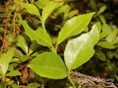Euonymus spraguei