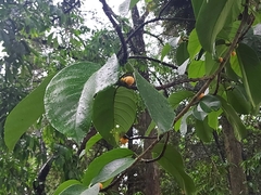 Artocarpus lacucha