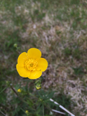Ranunculus acris acris