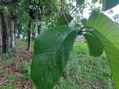 Artocarpus lacucha