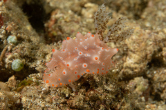 Halgerda batangas