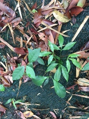 Melicope pteleifolia