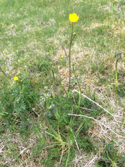 Ranunculus acris acris