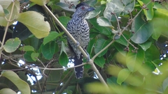 Thamnophilus doliatus capistratus