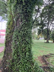 Pyrrosia adnascens
