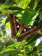Attacus