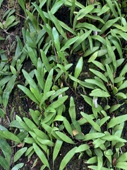Pyrrosia adnascens