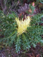 Banksia armata