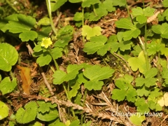 Ranunculus taisanensis