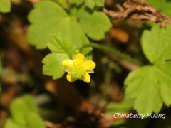 Ranunculus taisanensis