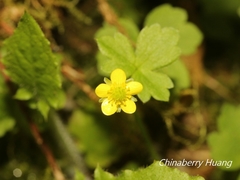 Ranunculus taisanensis