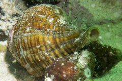 Lugubrilaria lugubris