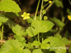Ranunculus taisanensis