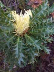 Banksia armata