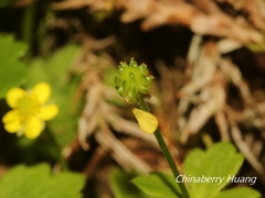 Ranunculus taisanensis