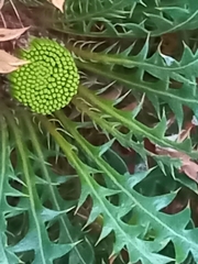 Banksia armata