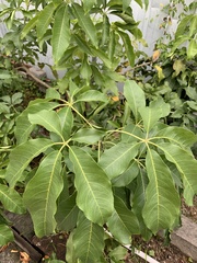 Casimiroa