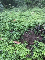 Spermacoce latifolia