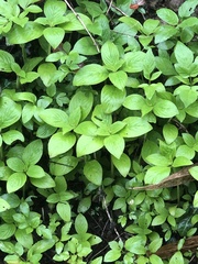 Spermacoce latifolia