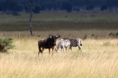 Connochaetes taurinus johnstoni