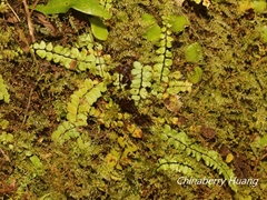 Asplenium tripteropus