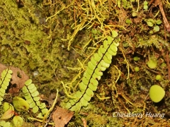 Asplenium tripteropus