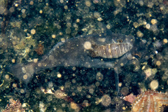 Anilocra capensis