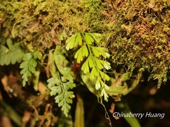 Asplenium wilfordii