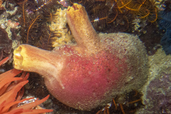 Ascidia incrassata