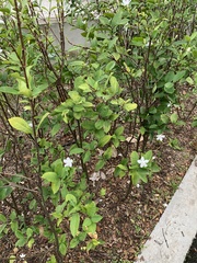 Wrightia antidysenterica