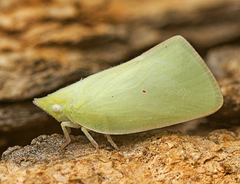 Colgaroides acuminata