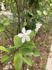 Wrightia antidysenterica