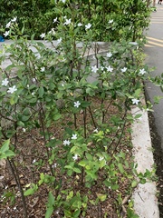 Wrightia antidysenterica