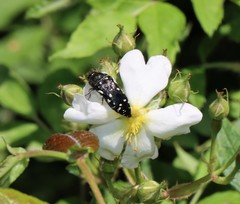 Acmaeodera ornata