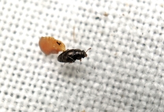 Brachypterus urticae