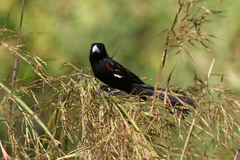 Euplectes albonotatus