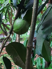 Garcinia xanthochymus