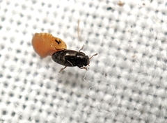 Brachypterus urticae