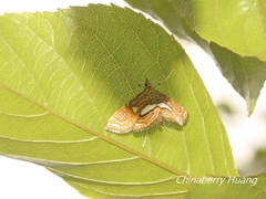Paracymoriza