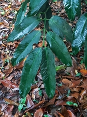 Garcinia xanthochymus