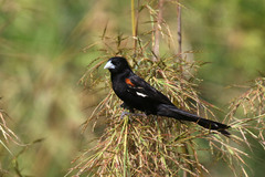 Euplectes albonotatus