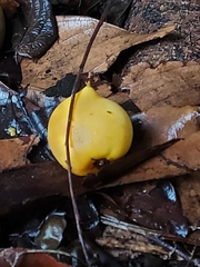 Garcinia xanthochymus