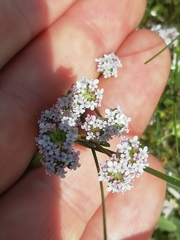 Valerianella coronata
