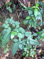 Causonis corniculata