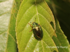 Plagiosterna formosana