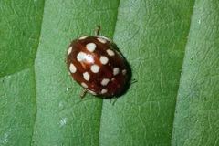 Calvia quatuordecimguttata