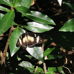 Hypolimnas anthedon anthedon