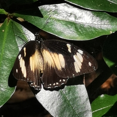 Hypolimnas anthedon anthedon